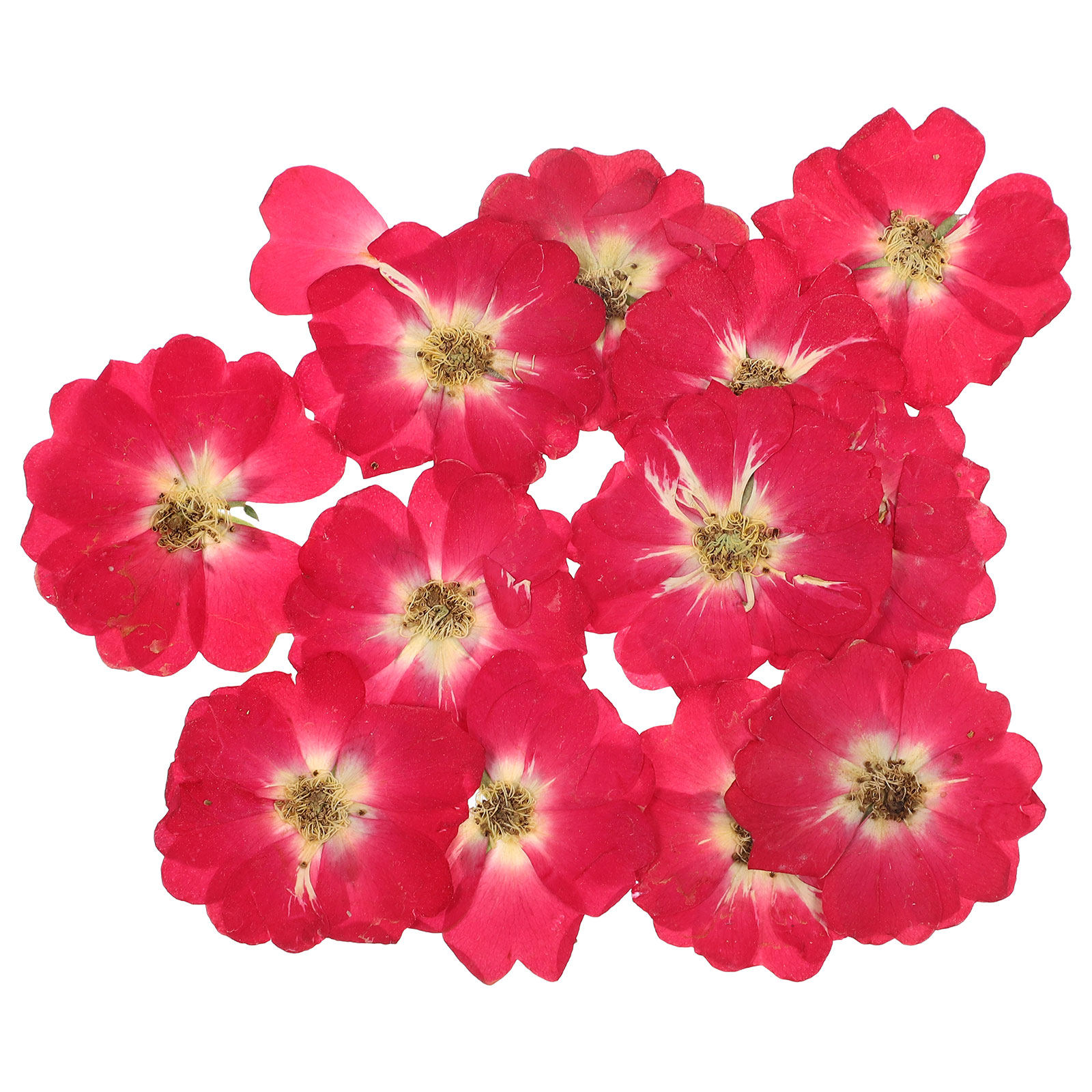 12Pcs Natural Dried Rose Press - Art Craft Kits recensie en prijs