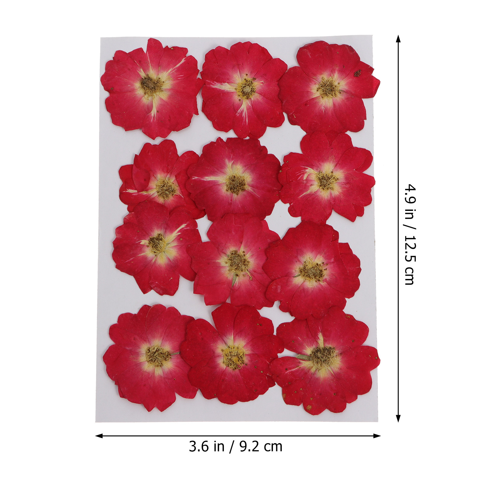 12Pcs Natural Dried Rose Press - Art Craft Kits recensie en prijs